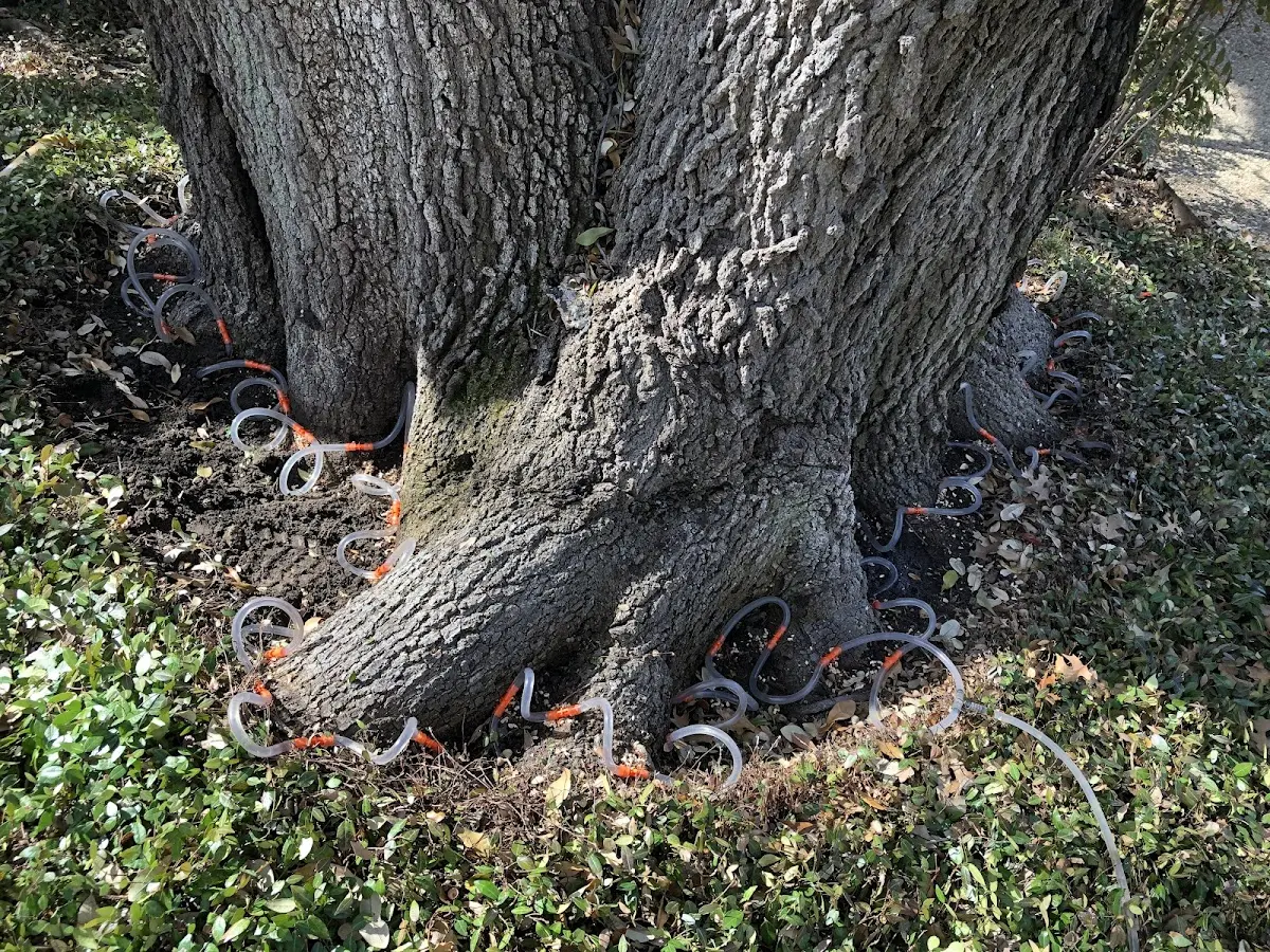Detailed Shrub and Hedge Trimming job site in Farnam