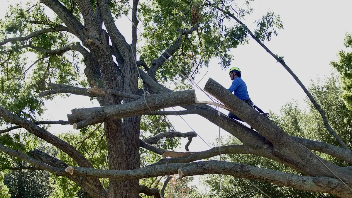 Professional Crown Thinning performed by certified arborists in Farnam